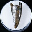 Tyrannosaur Premax Tooth (Aublysodon) - Montana #14001-1